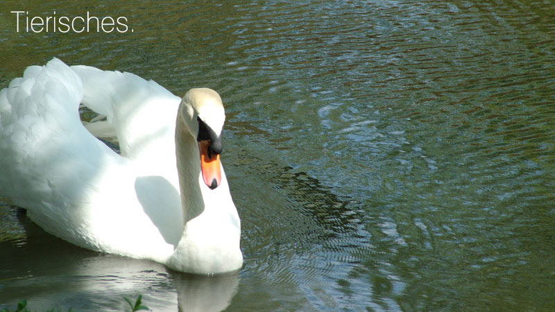 schwan