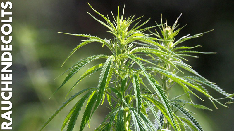cannabisl