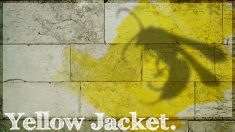 yellowjacket