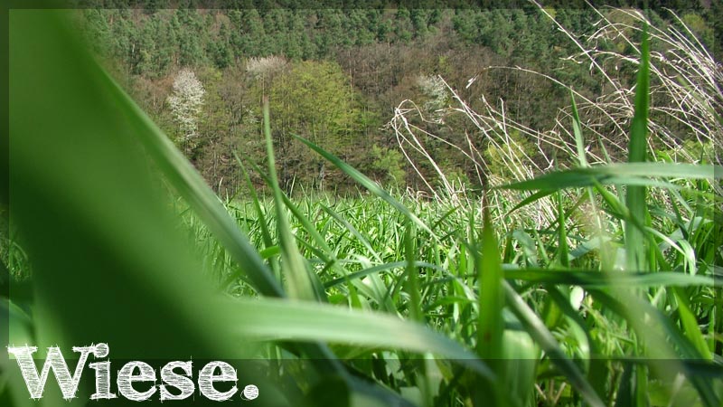 wiese19a