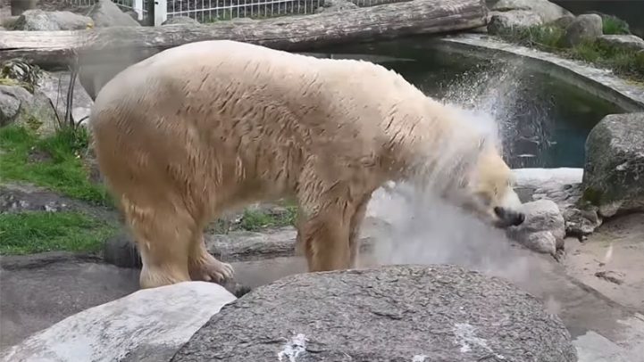 eisbaer eisbaer